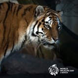 Всемирный день дикой природы: хищники стали жертвами