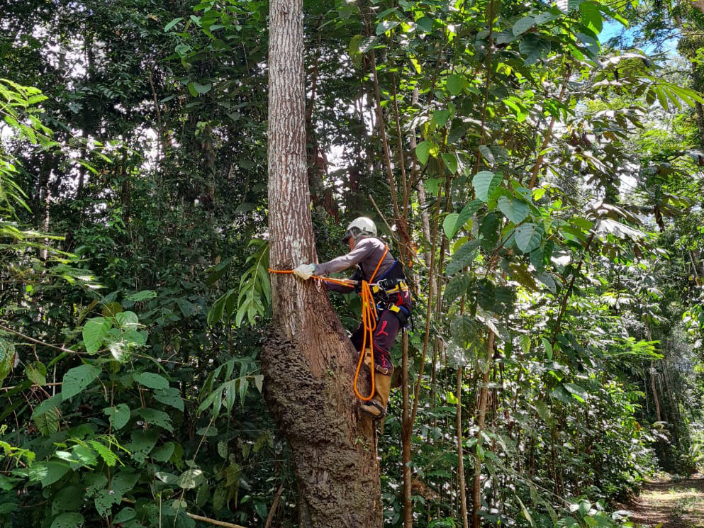 Apoiador da missão de campo, “Cidinho” Dejesus utiliza equipamentos especializados para escalar árvores e coletar amostras botânicas.