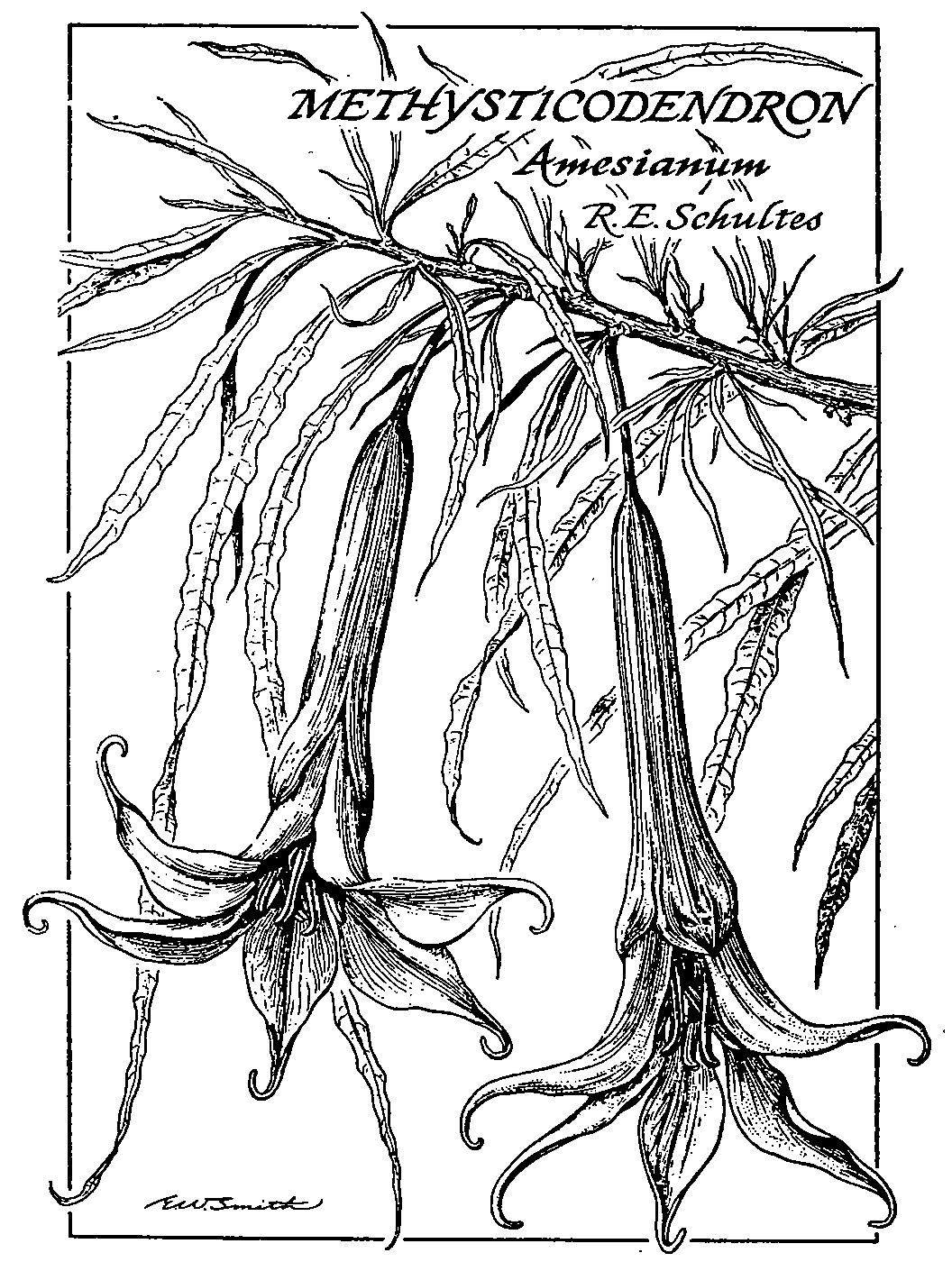 Drawing Of Plants