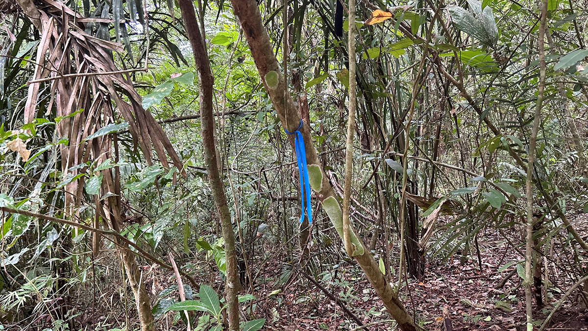 Blue bag tied to a tree in the Panamanian jungle, helping to guide migrants on the right path.