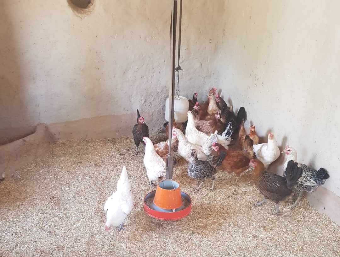 /coafg/uploads/res/07-04-2022_-women-led-backyard-poultry-farm-becomes-a-reliable-occupation-for-vulnerable-households-in-maidan-wardak-province_html/IMG-20220830-WA0007.jpg