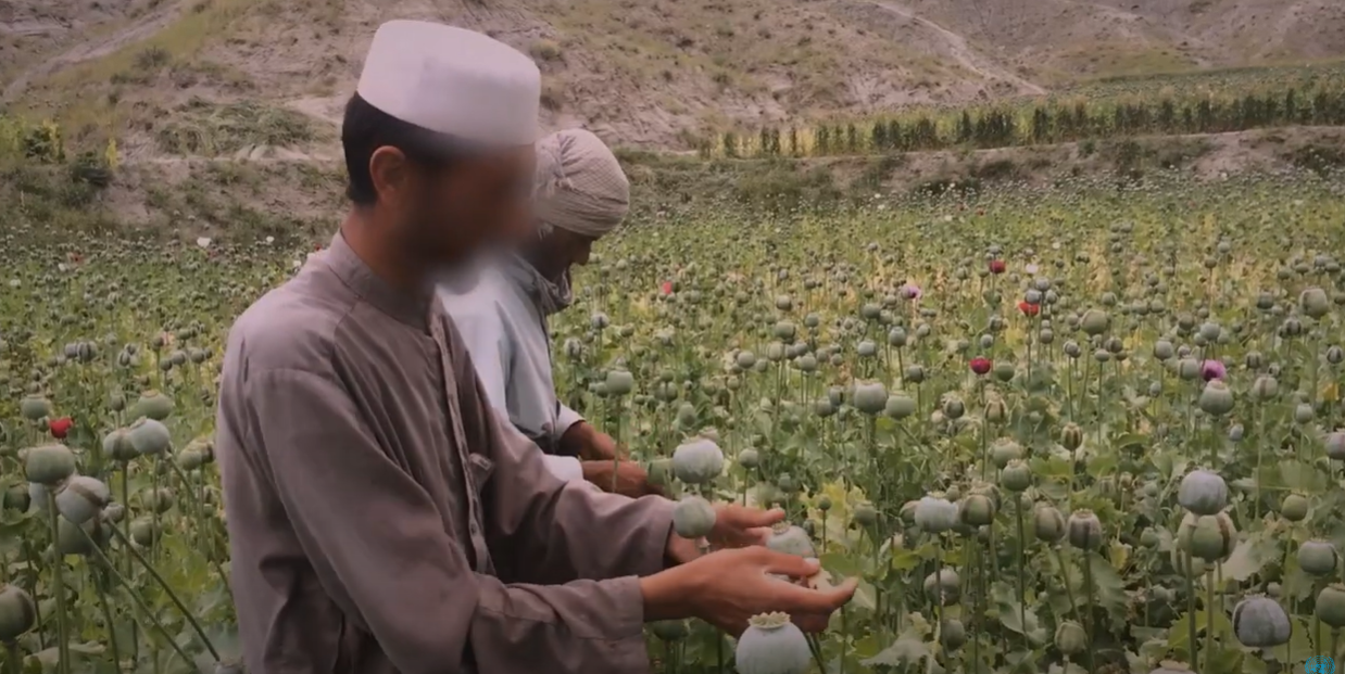 Taliban's Poppy Ban: Can It Work?