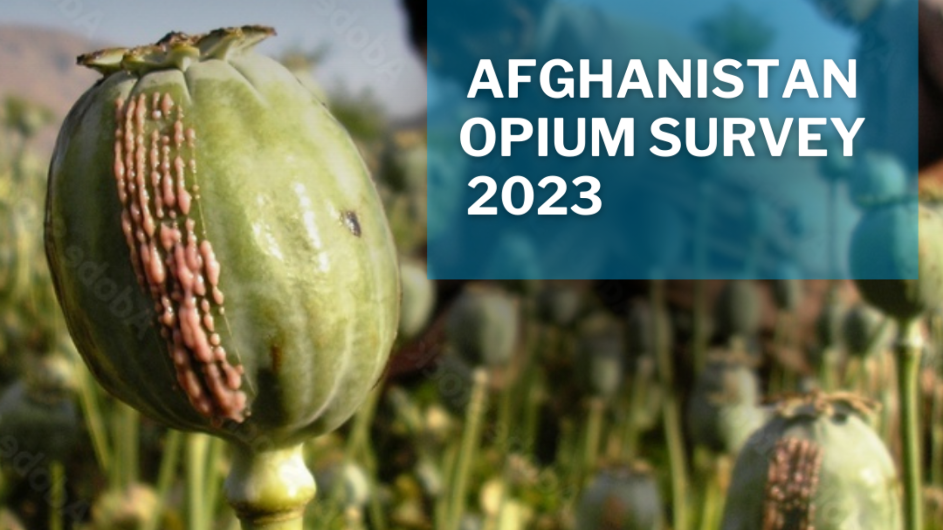 Afghanistan opium cultivation in 2023 declined 95 per cent following drug ban: new UNODC survey