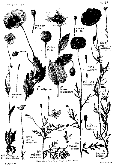 Full size image: 165 kB, Figure 4. Illustration of some poppy plants from Gaston Bonnier (1911) showing comparison of P. setigerum and P. somniferum and others
