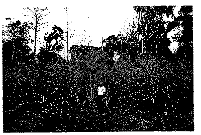 Full size image: 77 kB, FIGURE 4 This is a typical plantation situated in a thick forest