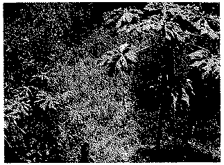 Full size image: 124 kB, Coca bush associated with papaw