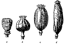 Full size image: 27 kB, 31. Various methods of notching the poppy capsule (Wasicky)