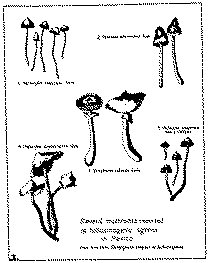 Full size image: 30 kB, Several mushrooms reported as hallucinogenic agents in Mexico. (Drawn from Heim: Champignons toxiques et hallucinogènes).
