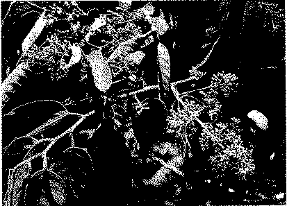 Full size image: 132 kB, Virola theiodora: flowering branch; Manaós, Brazil; photograph; R. E. Schultes
