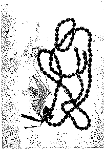 Full size image: 60 kB, Necklace of beans of Sophora secundiflora used by leader of Kiowa Indian peyote ceremony, Anadarko, Oklahoma. Courtesy Botanical Museum of Harvard University, Cambridge, Massachusetts