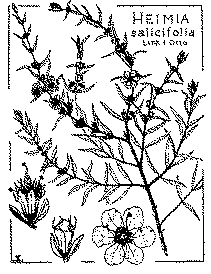Full size image: 58 kB, Heimia salicifolia