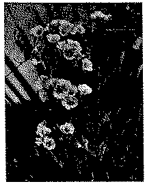 Full size image: 56 kB, Rivea corymbosa in flower. Photograph J. Morton, University of Miami, Coral Gables, Florida