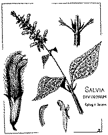 Full size image: 48 kB, Salvia divinorum