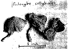 Full size image: 63 kB, FIGURE 2 Psilocybe collybiodes: This species has been used by Tasmanian drug abusers. It contains psilocybin.