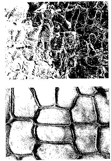 Full size image: 189 kB, FIGURE 1 - Surface of lower part of stalk
