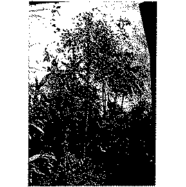 Full size image: 64 kB, Kratom tree (tall one)