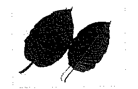 Full size image: 18 kB, Kratom leaf: white and red