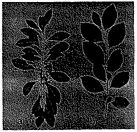 Full size image: 119 kB, Figure 1 Shoots with (a) opposite and (b) alternate leaves