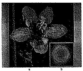 Full size image: 95 kB, Figure VI