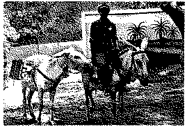 Full size image: 97 kB, Donkeys, from the UNFDAC-assisted project in the Shan State, exhibited in the Mechanised Agriculture and Animal Husbandry Exhibition in Rangoon, 30 April to 5 May 1979