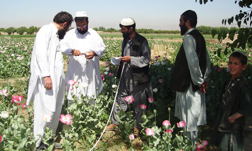 Photo: UNODC Afghanistan: Sayed Ahmad Asmati (second left) surveys the crop in an opium poppy field in Afghanistan