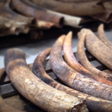 Elephant tusks. Photo: Interpol