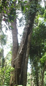 Mreas Prov Pnomh tree