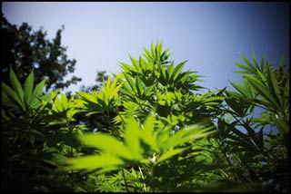 Cannabisplants Afghanistan. Photo: A. Scotti