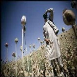 Opium poppy field © A. Scotti