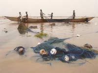Young boys pull in heavy fishing nets with the day's catch.