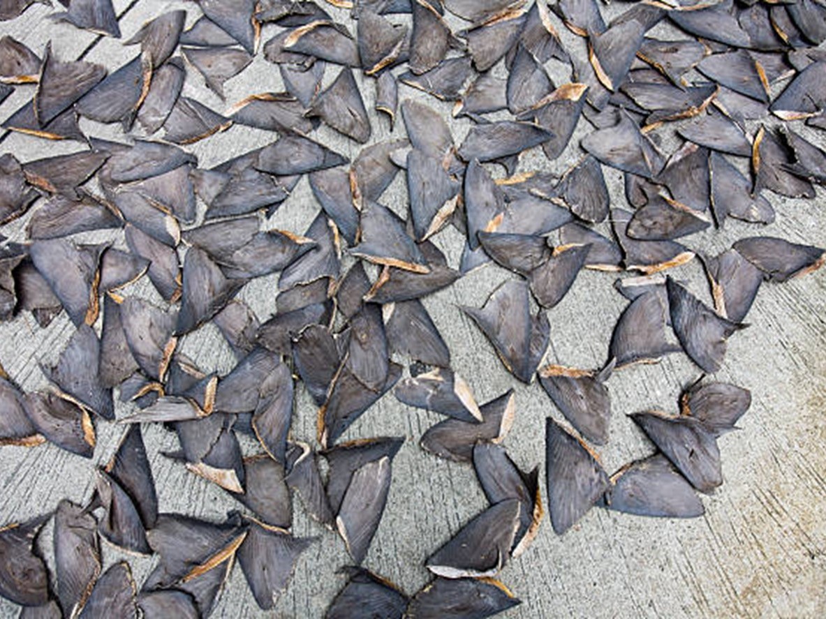 <p style="text-align: justify;"><em>Shark fin trafficking is a significant issue in the Pacific region. While these countries implemented bans on shark finning and reduced shark fishing quotas, enforcing these measures remains a challenge due to limited resources and high demand for shark fins. Credit: Jake Warga (Getty Images)</em></p>