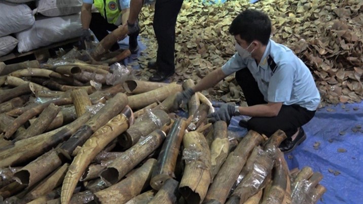 <div style="text-align: justify;">
<p><em>Seizure in Da Nang, Viet Nam - 6.2 tons pangolin scales and 456 kg ivory were found hidden in containers of cashew nuts.</em></p>
</div>