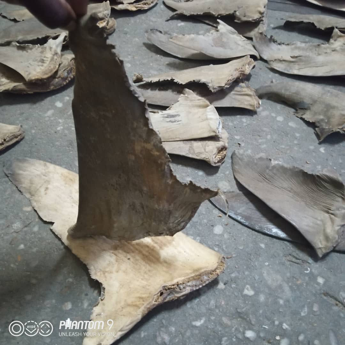 Shark fins seized by UNODC-trained airport officers.