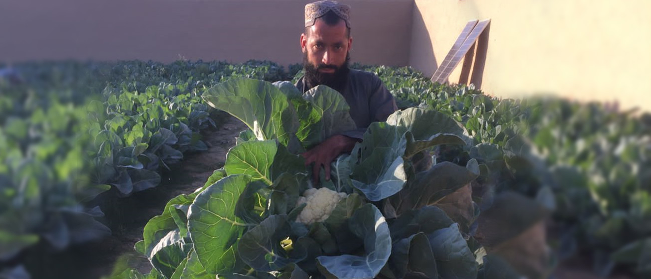 Gul Agha, a former opium poppy farmer, is now cultivating cauliflower.