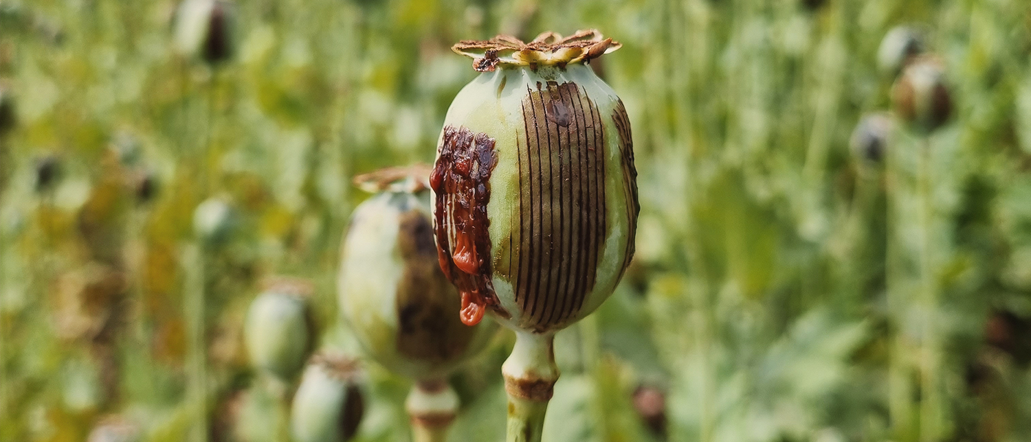 Opium poppy cultivation estimates increase in Myanmar in 2022 against of more sophisticated production: UNODC report