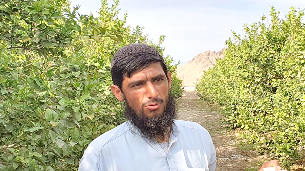A man stands in between two rows of citrus trees in Afghanistan.
