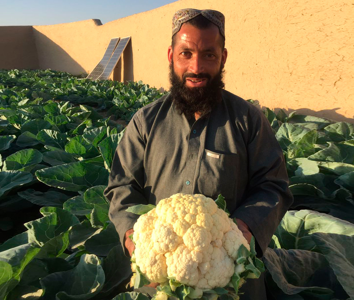 Gul Agha’s cauliflower crops