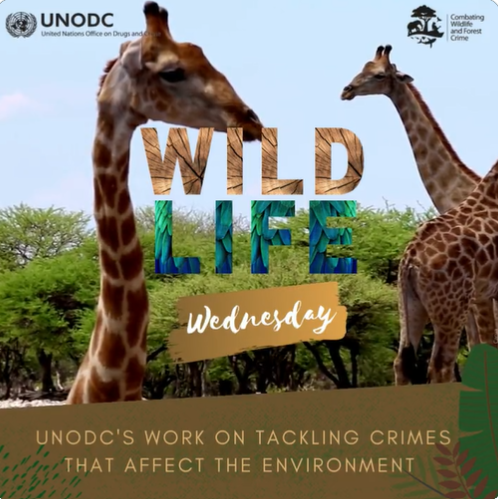 Wildlife Wednesday briefing on UNODC's work on tackling crimes that affect the environment