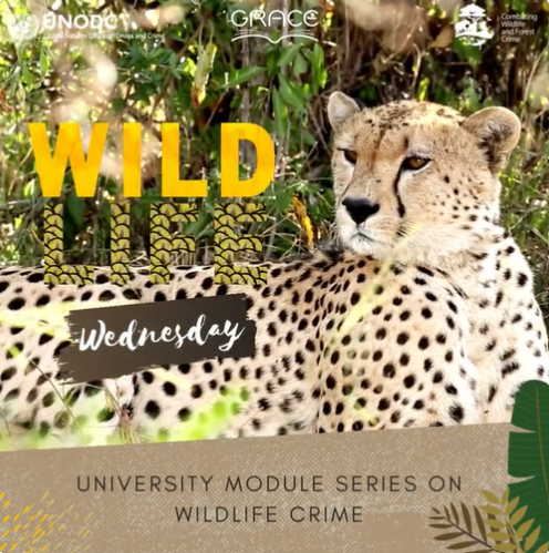 Wildlife Wednesday briefing on UNODC's University Module Series