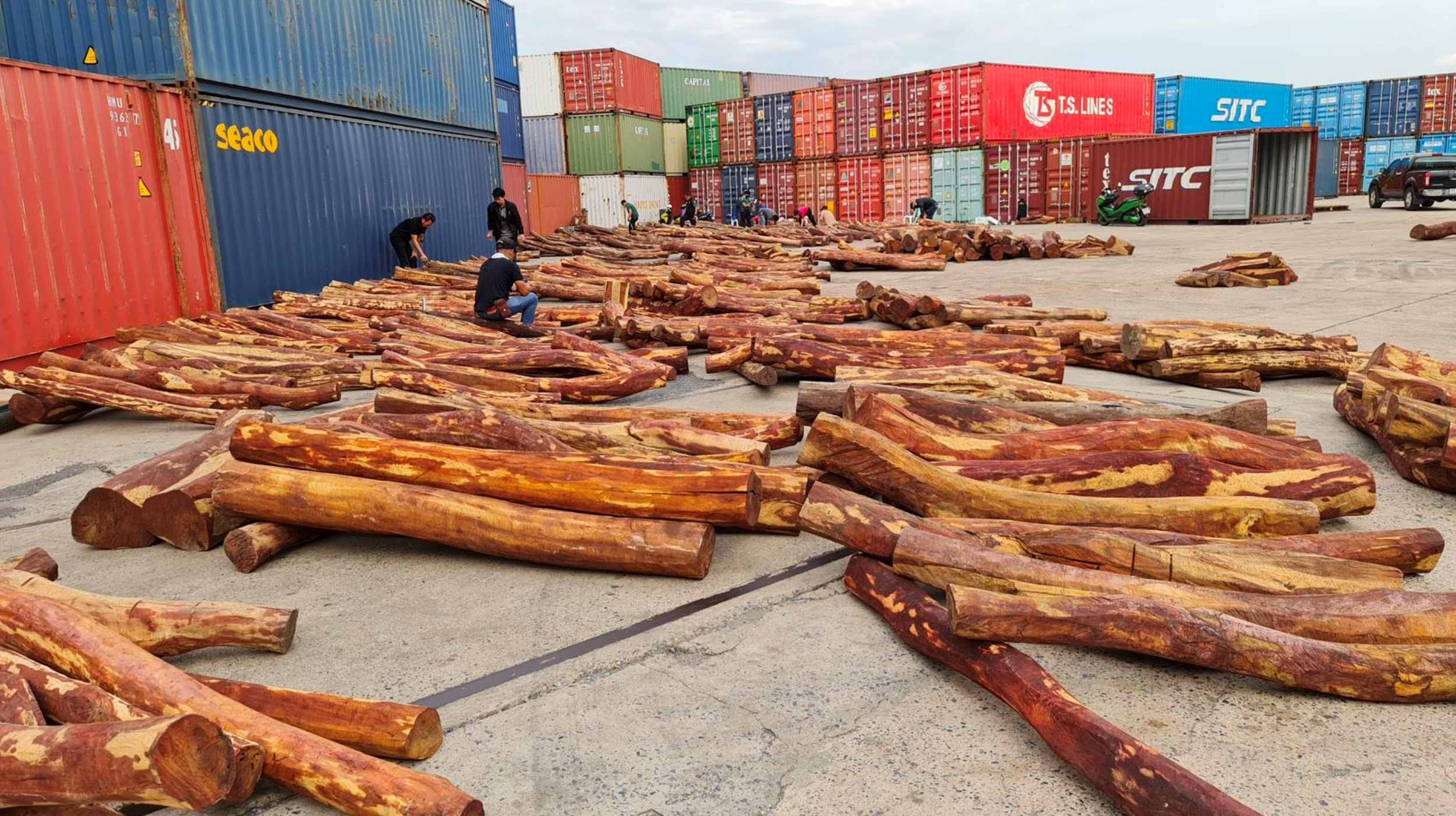 Officers from Thai Customs identifying rosewood from confiscated containers