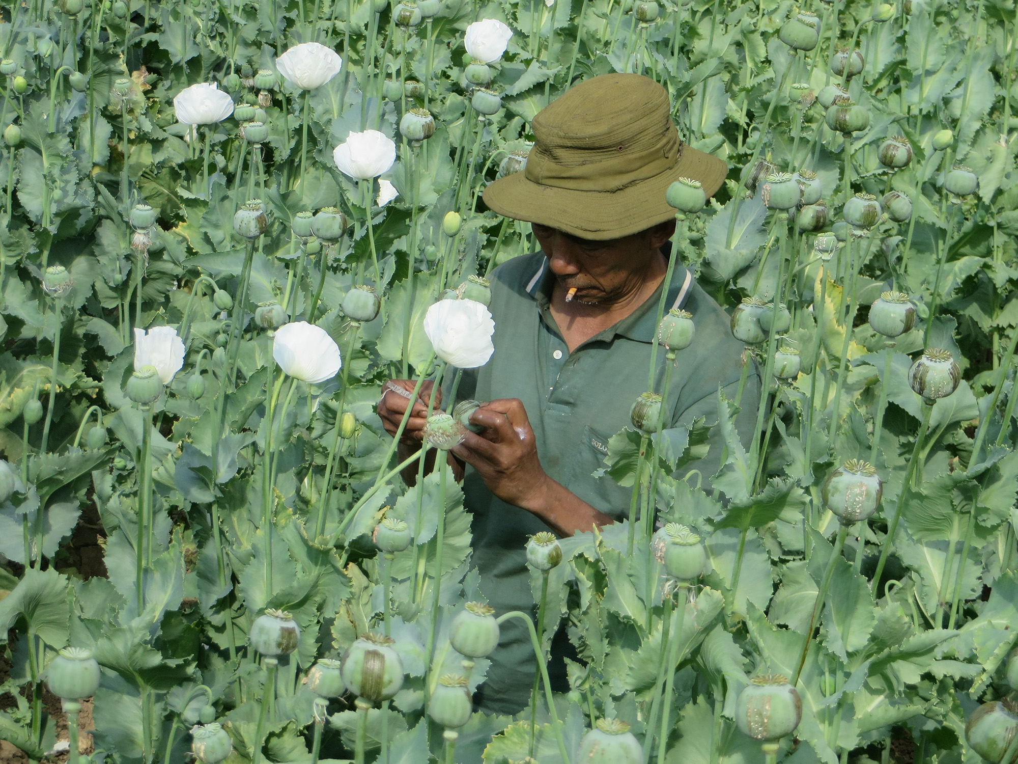 Lancing stage of healthy poppy capsules in Kachin State