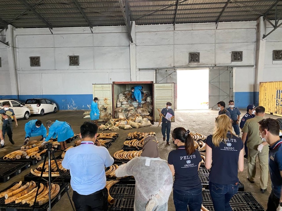 UNODC PELTS supporting Cambodia for the country’s ivory stockpile inventory